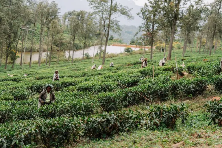 Groepsreis Sri Lanka