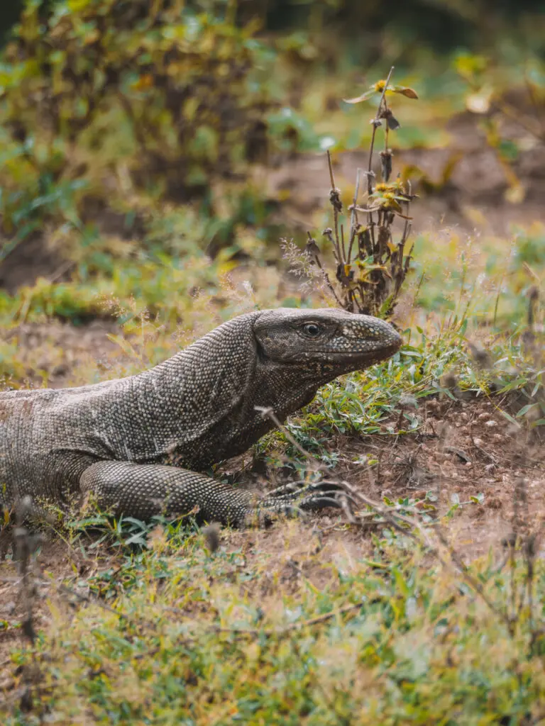 Groepsreis Sri Lanka