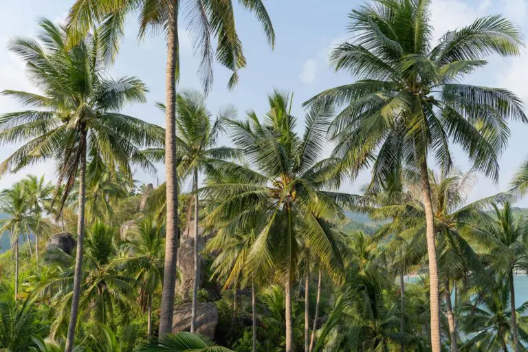 rondreis costa rica - groepsreis costa rica - beste reistijd costa rica