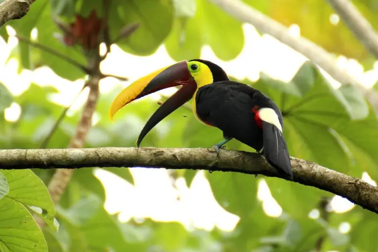 Groepsreis costa rica - rondreis costa rica - beste reistijd costa rica