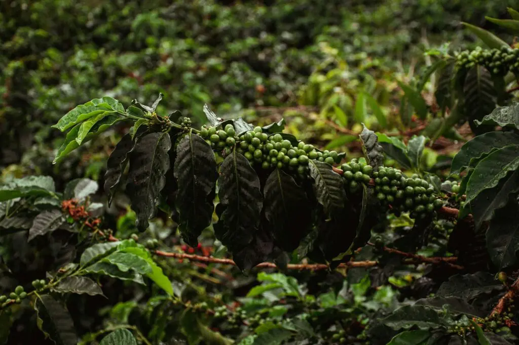 groepsreis colombia - singlereis colombia - beste reistijd colombia - rondreis colombia - backpacken colombia - koffieplantage colombia