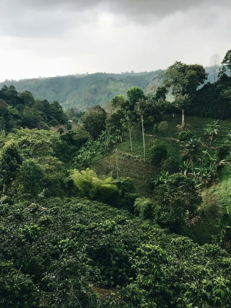 Groepsreis Colombia koffieplantage - reizen Colombia - Rondreizen Colombia - 22 daagse rondreis Colombia - Soloreizen in Colombia