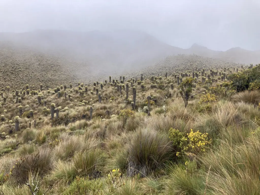 Groepsreis Colombia - reizen Colombia - Rondreizen Colombia - 22 daagse rondreis Colombia - Soloreizen in Colombia