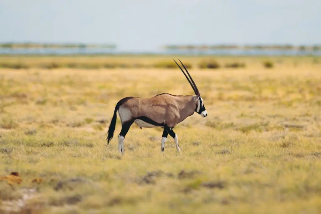 Goepsreis in Namibië - Solo reis in Namibië - springbok Namibië