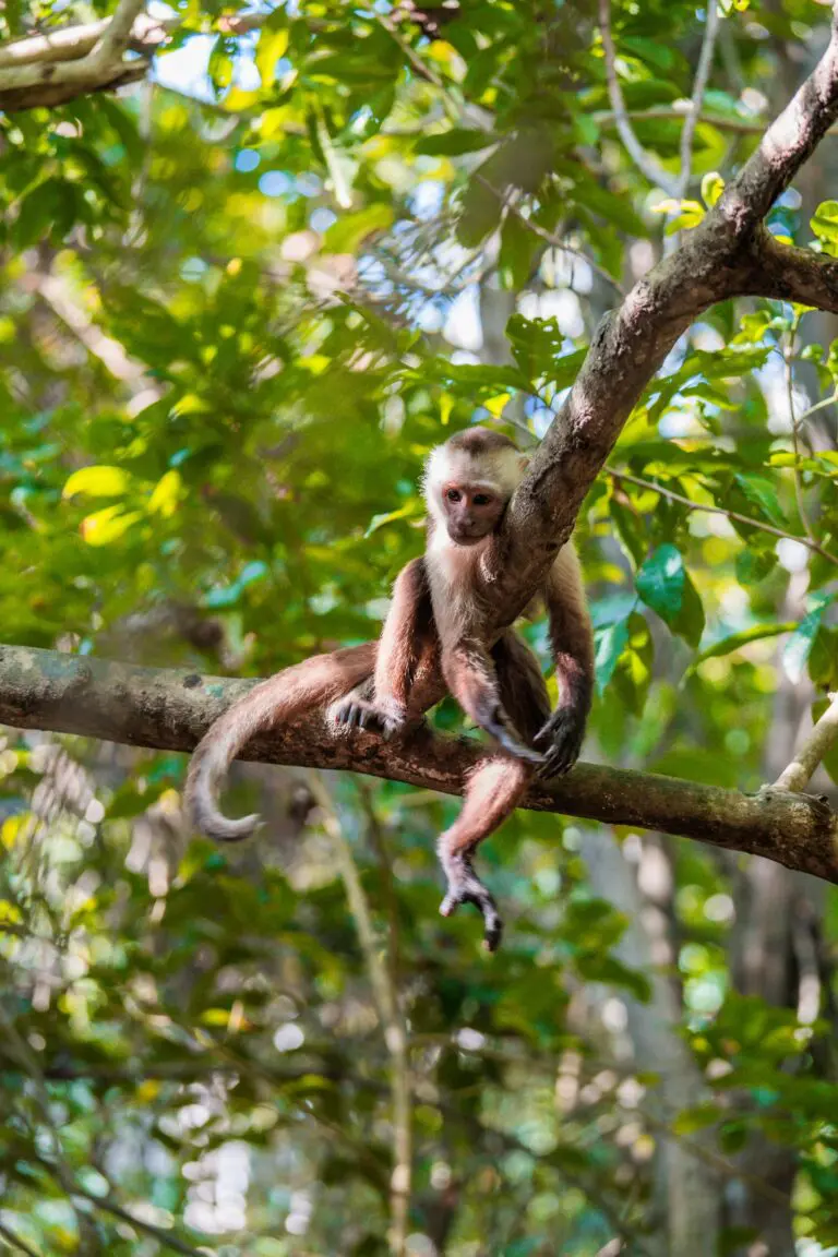 Groepsreis Colombia - reizen Colombia - Rondreizen Colombia - 22 daagse rondreis Colombia - Soloreizen in Colombia