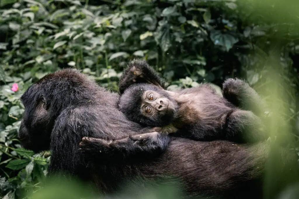 Groepsreis Oeganda - Gorilla's Oeganda - wildlife Oeganda