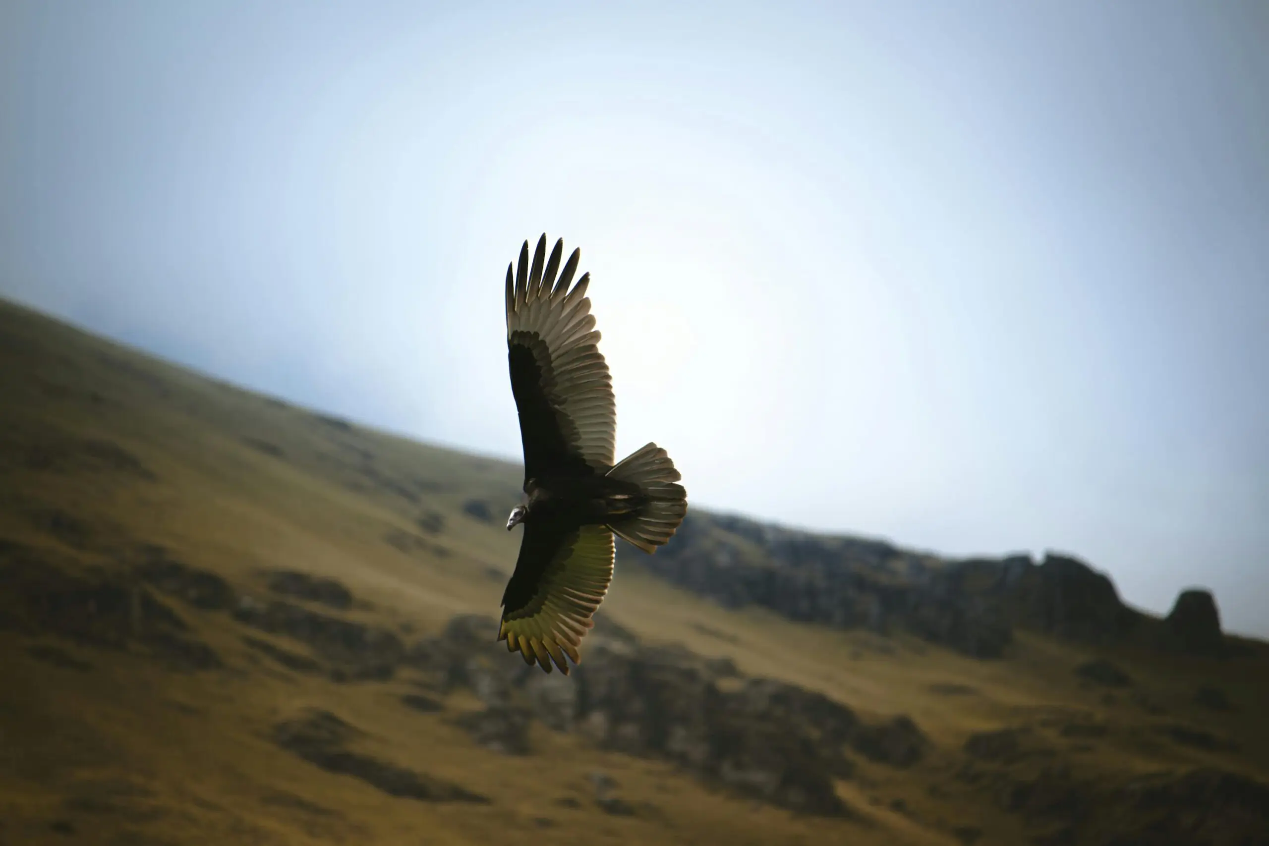 Groepsreis Per - Condors - Groepsreis Peru - Soloreizen Peru - Vakantie in Peru - 14 daagse rondreis Peru