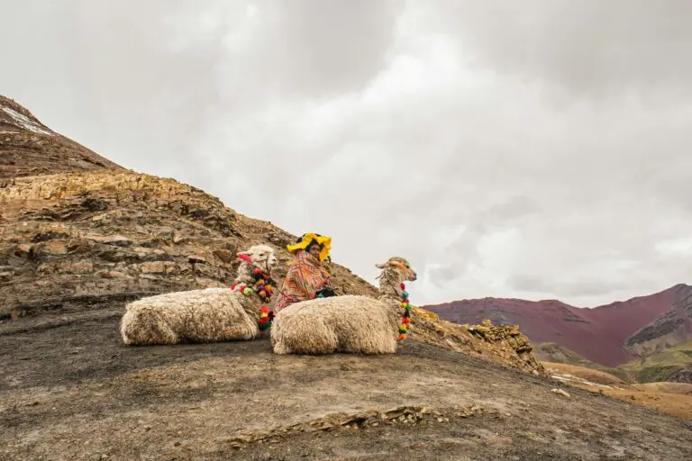 Groepsreis Peru - Lama's in Peru - 14 daagse rondreisPeru - Vakantie in Peru - Soloreizen Peru