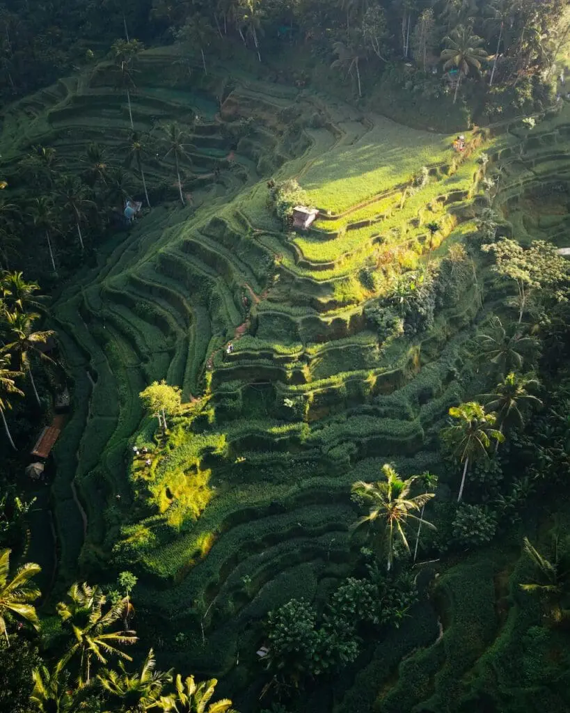 Groepsreis Bali - Beste reistijd Bali - Rijstvelden in Bali - rondreis Bali - Doorreis Bali - Soloreizen Bali - natuur in Bali