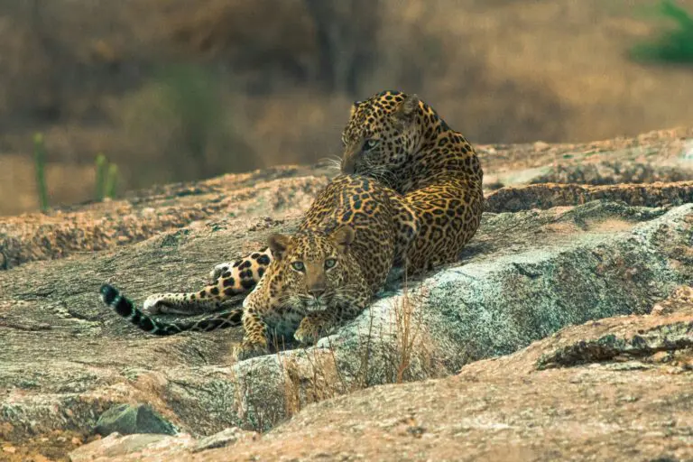 WA India