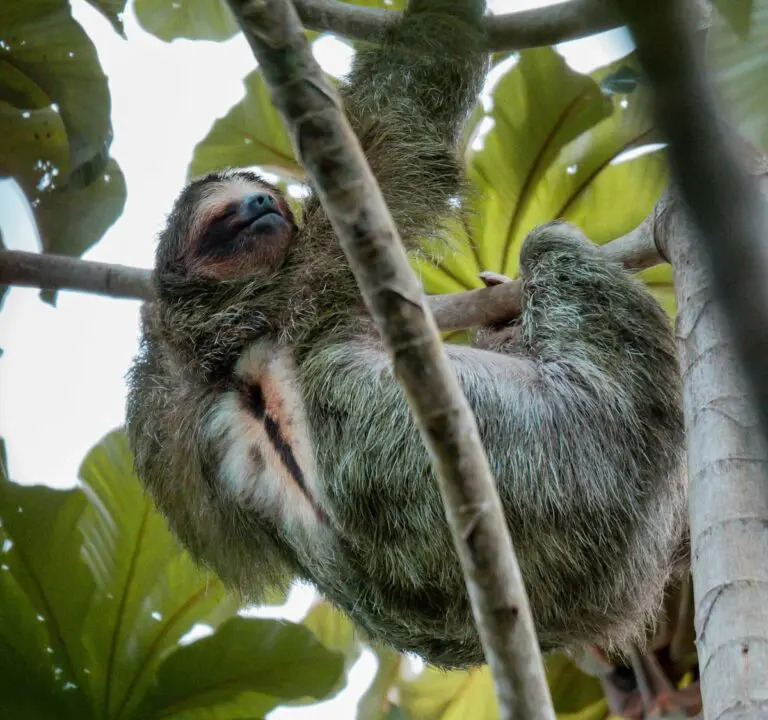 Groepsreis Costa Rica - Tweewekse Costa Rica reis- Avontuurlijk Costa Rica