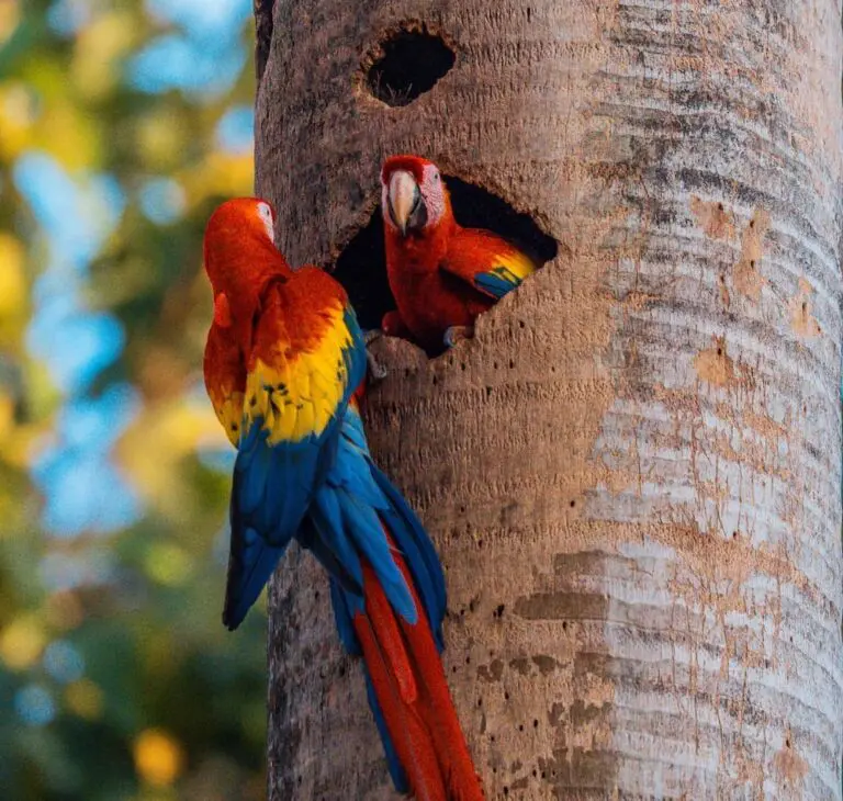 Groepsreis Costa Rica - Tweewekse Costa Rica reis- Avontuurlijk Costa Rica