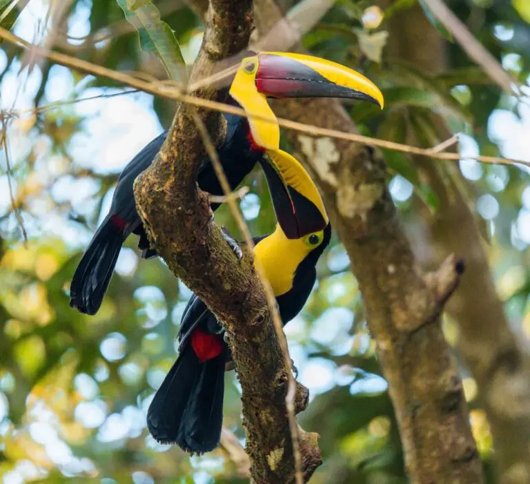 Groepsreis Costa Rica - Tweewekse Costa Rica reis- Avontuurlijk Costa Rica