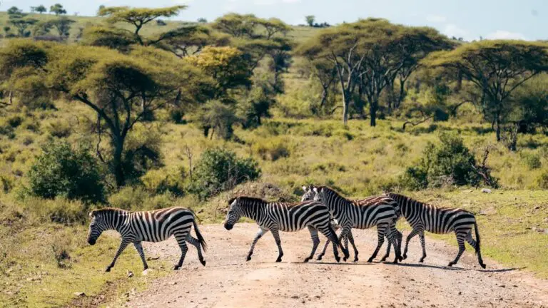 Tanzania Groepsreis - Safari Groepsreis - Afrika Groepsreis - Tanzania Lodges - Tanzania rondreis
