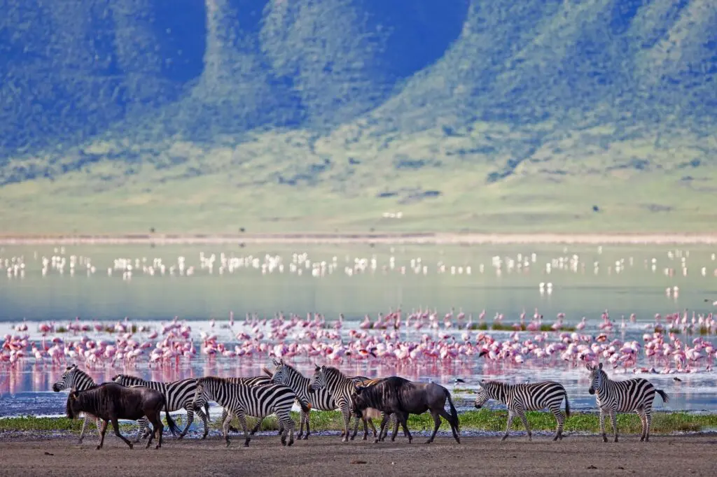Tanzania Groepsreis - Safari Groepsreis - Afrika Groepsreis - Tanzania Lodges - Tanzania rondreis