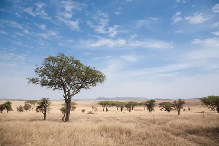 Tanzania Groepsreis - Safari Groepsreis - Afrika Groepsreis - Tanzania Lodges - Tanzania rondreis