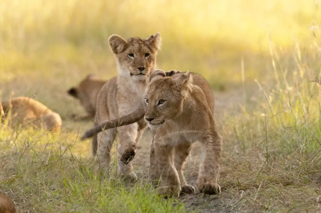 Tanzania Groepsreis - Safari Groepsreis - Afrika Groepsreis - Tanzania Lodges - Tanzania rondreis