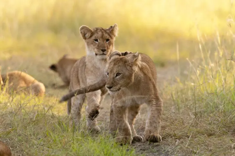 Tanzania Groepsreis - Safari Groepsreis - Afrika Groepsreis - Tanzania Lodges - Tanzania rondreis