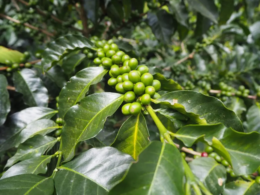 groepsreis colombia - rondreis colombia - cocora valley colombia - weadventures colombia