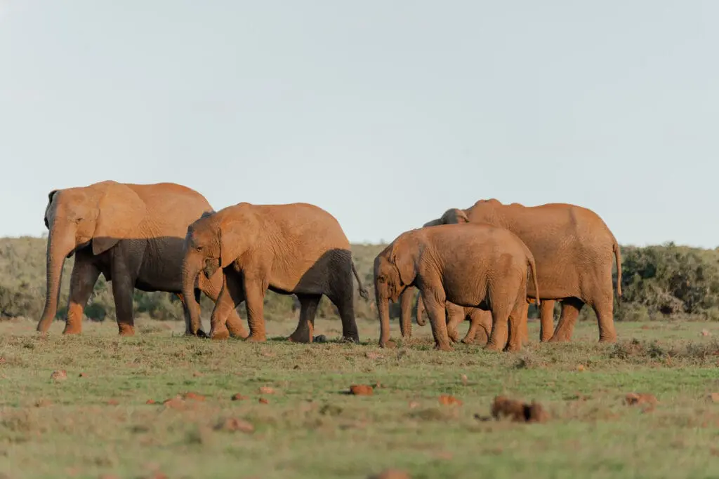 Groepsreis Zuid-Afrika - Rondreis Zuid-Afrika - Zuid-Afrika Soloreis