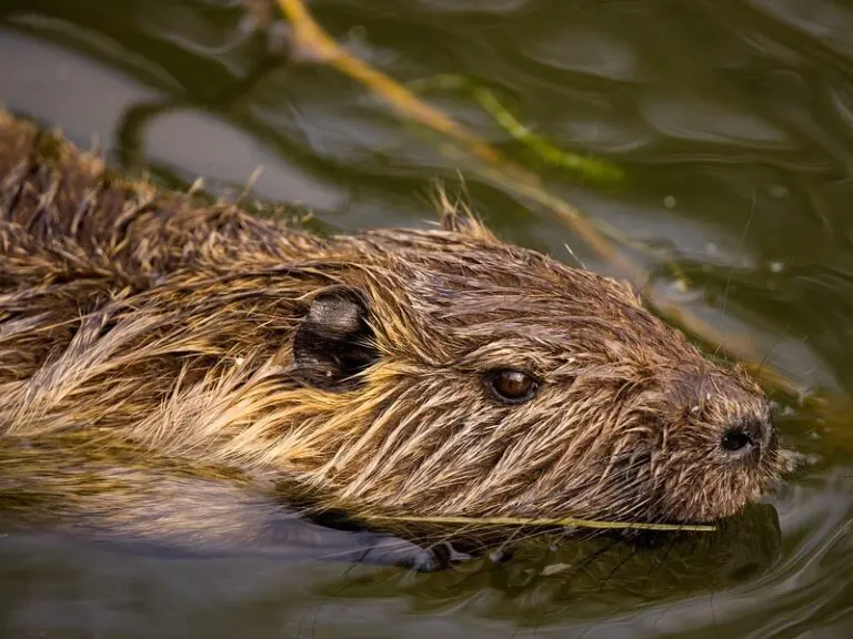 groepsreis Müllerthal’ ‘Müllerthal weadventures’ ‘rondreis Müllerthal’.