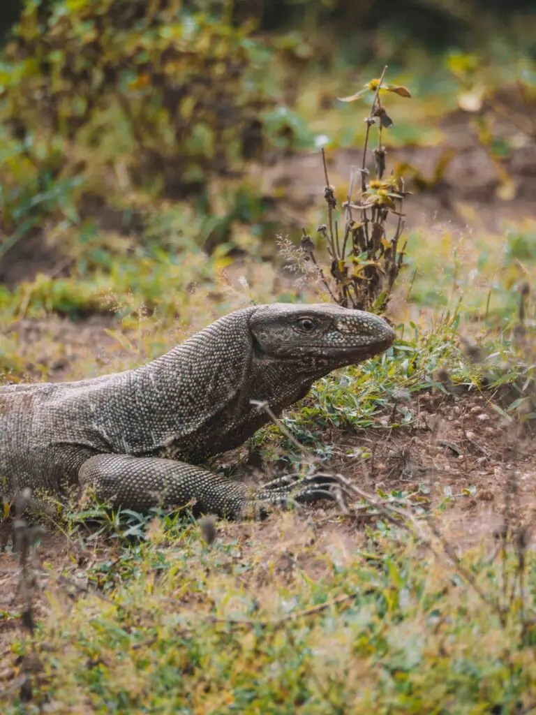 Groepsreis Sri Lanka - rondreis sri lanka - beste reistijd sri lanka