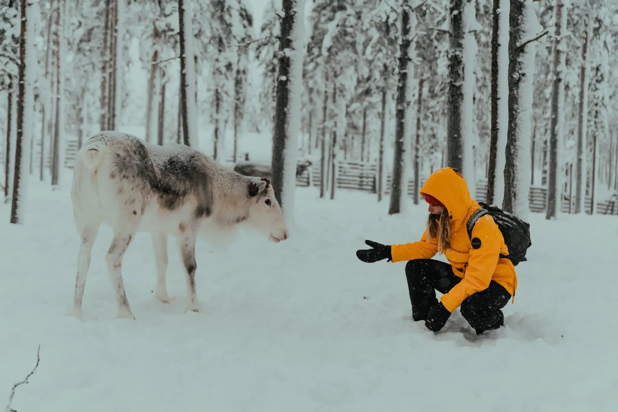 Groepsreis Lapland - rendieren