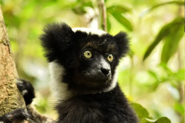 Rondreis Madagascar- groepsreis Madagascar
