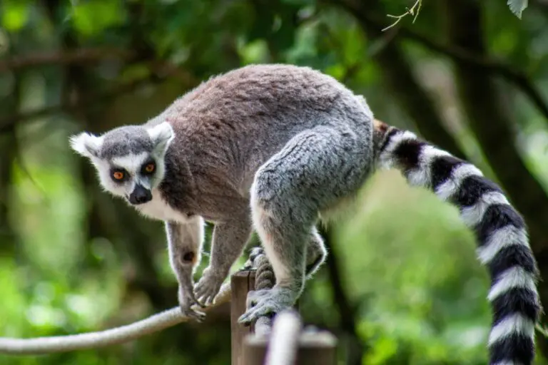 Rondreis Madagascar- groepsreis Madagascar