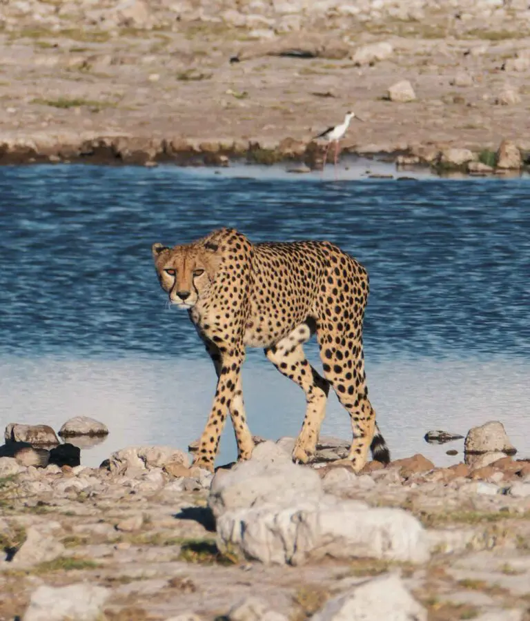 Rondreis Botswana - groepsreis Botswana