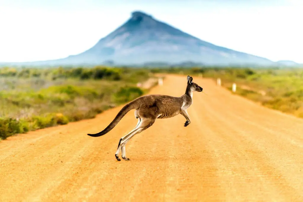 Groepsreis Australië - Rondreis Australië - Soloreis Australië - Australië reis