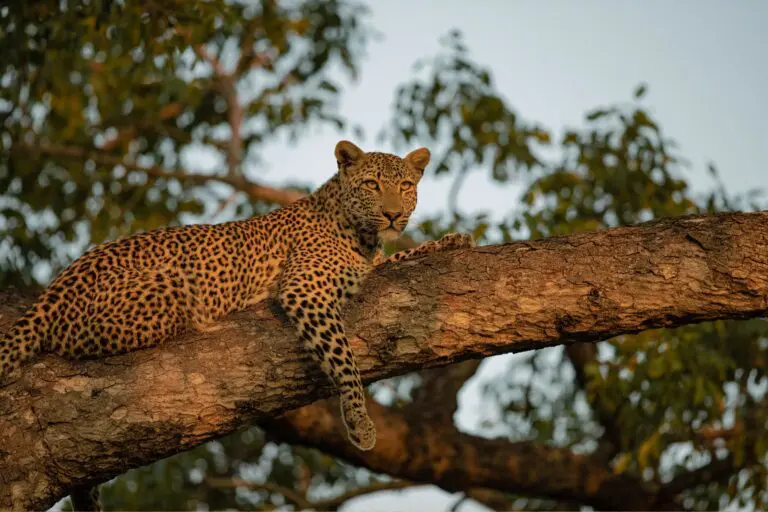Rondreis Botswana- groepsreis Botswana