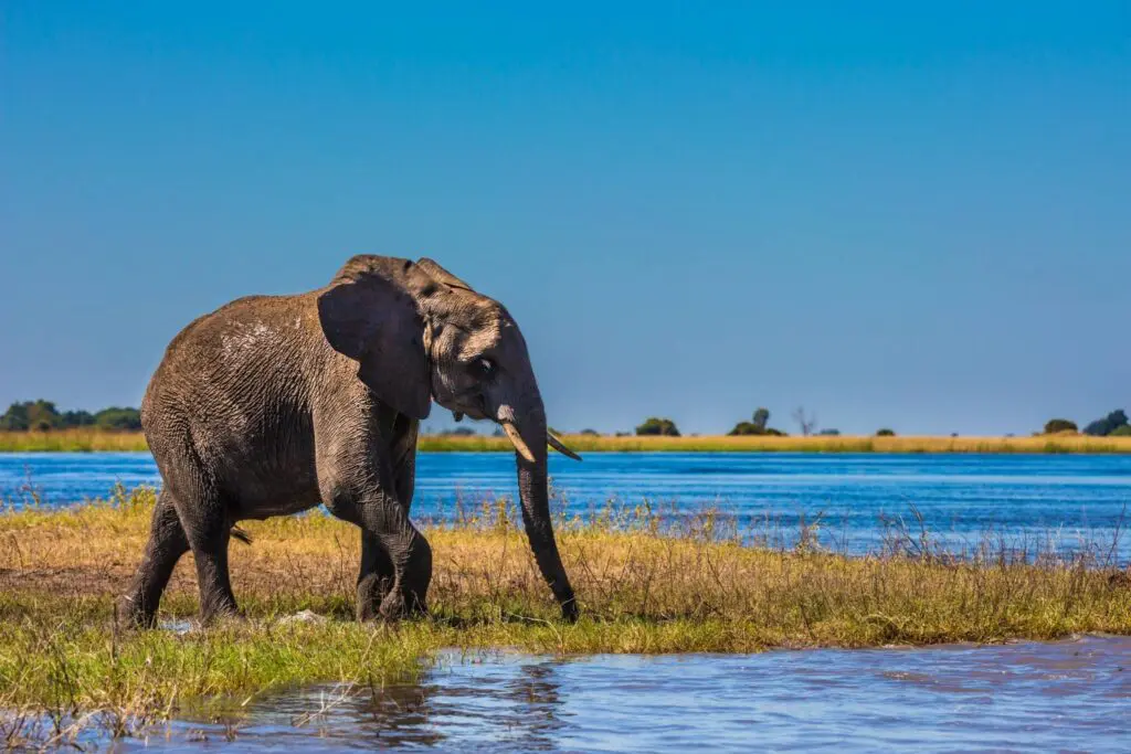Rondreis Botswana - groepsreis Botswana