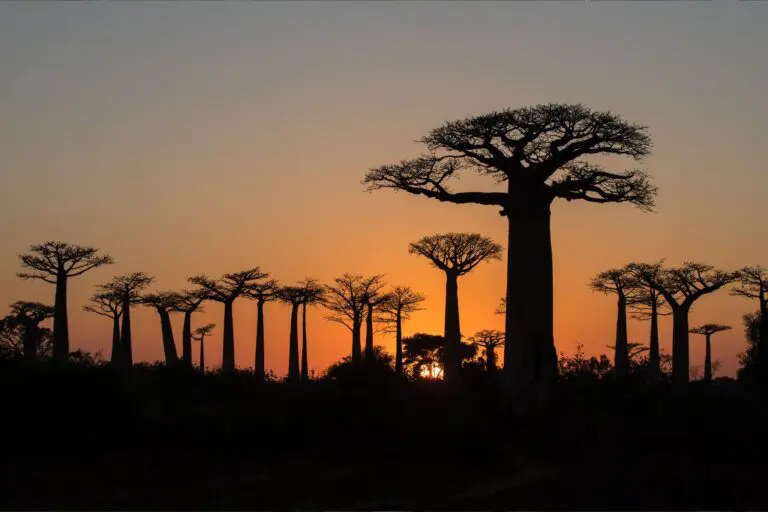 Rondreis Madagascar- groepsreis Madagascar