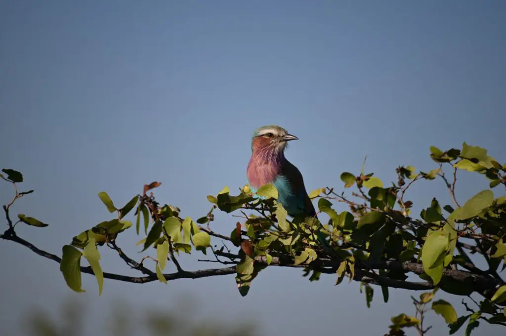 Rondreis Botswana - groepsreis Botswana