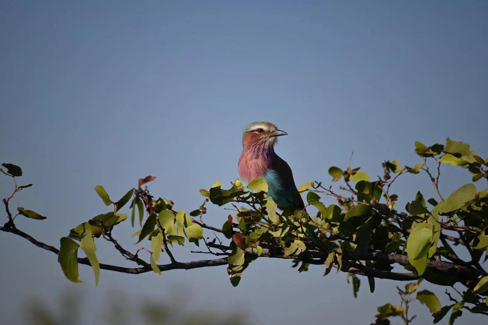 Rondreis Botswana - groepsreis Botswana