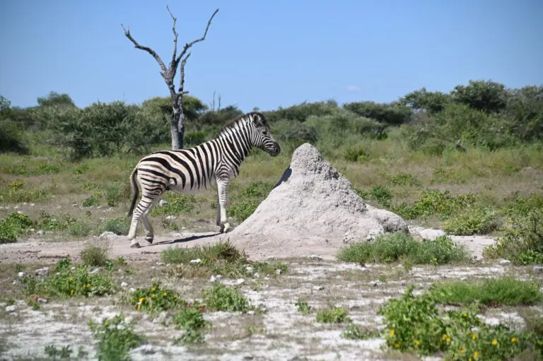 Rondreis Botswana - groepsreis Botswana