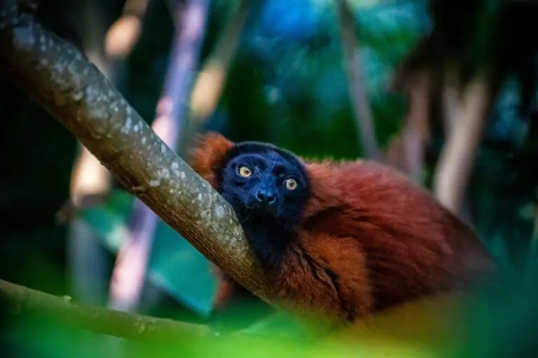 Groepsreis Madagaskar - rondreis Madagaskar