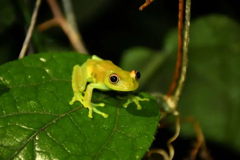 Groepsreis Madagaskar - rondreis Madagaskar