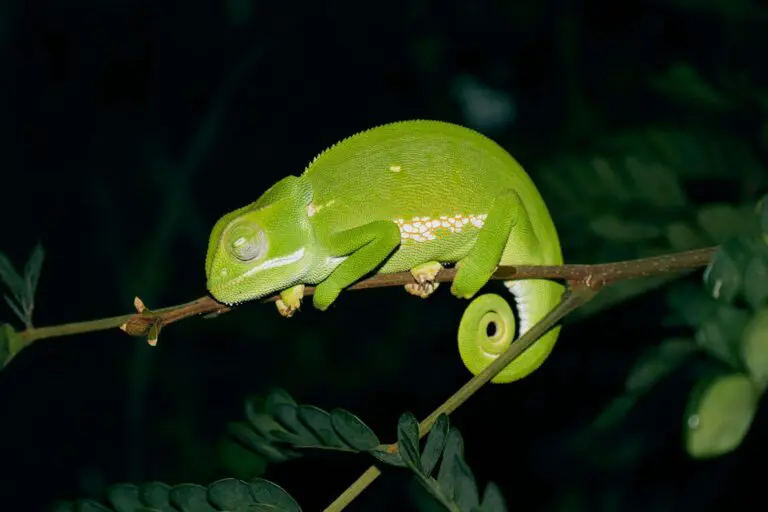 Groepsreis Madagaskar - rondreis Madagaskar