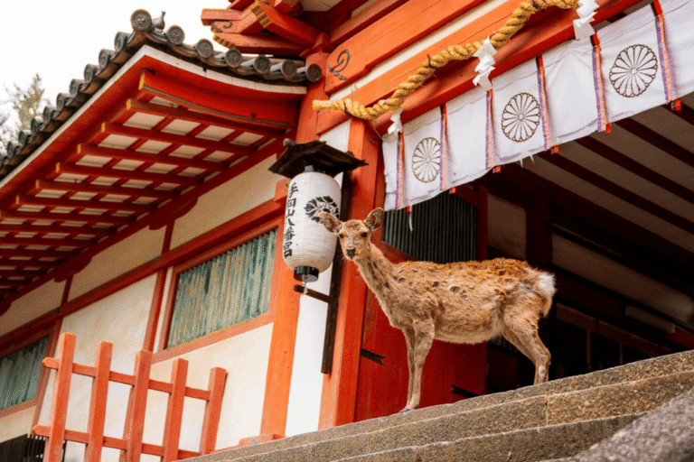Groepsreis Japan - weadventures Japan - rondreis japan