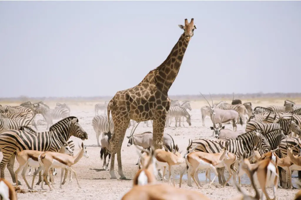 Groepsreis Bostwana - weadventures Bostwana - Rondreis Bostwana