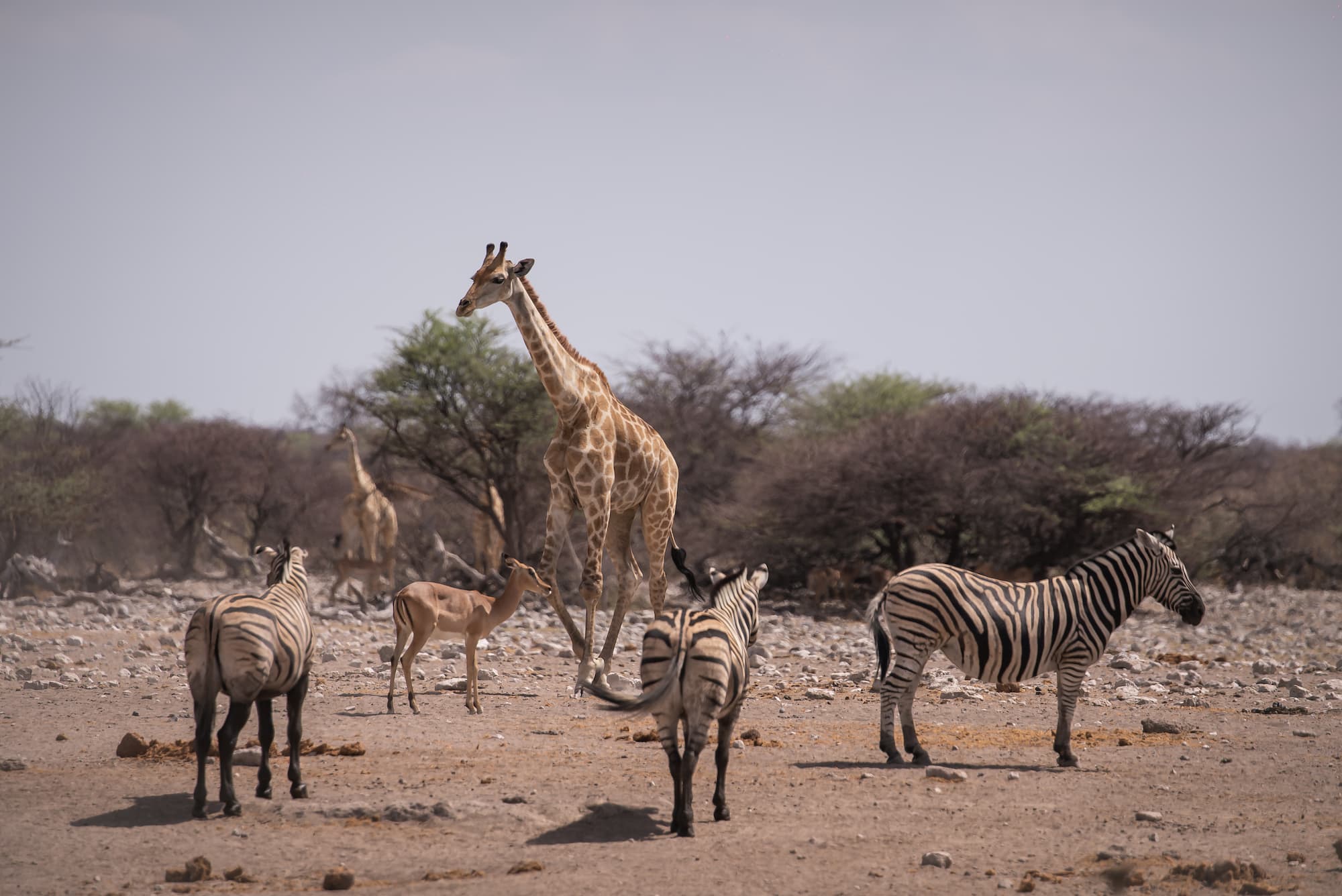 Groepsreis Namibië - safari