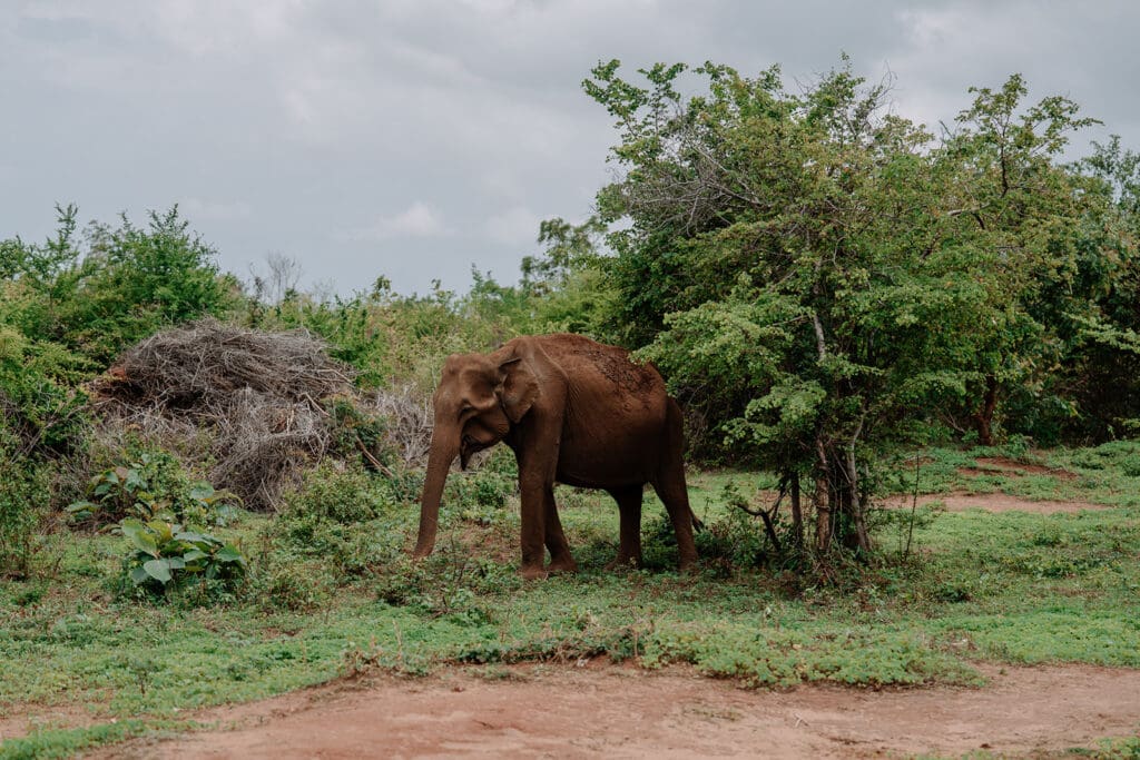 Groepsreis Sri Lanka
