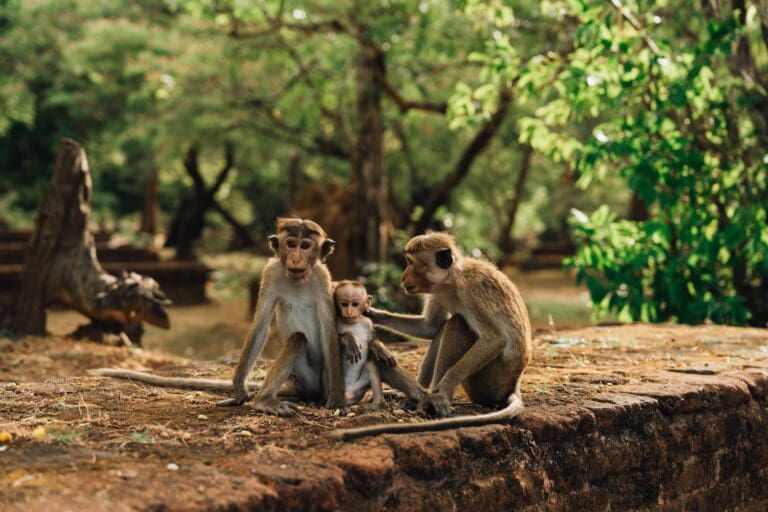 Groepsreis Sri Lanka