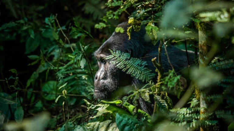 Gorilla groepsreis oeganda