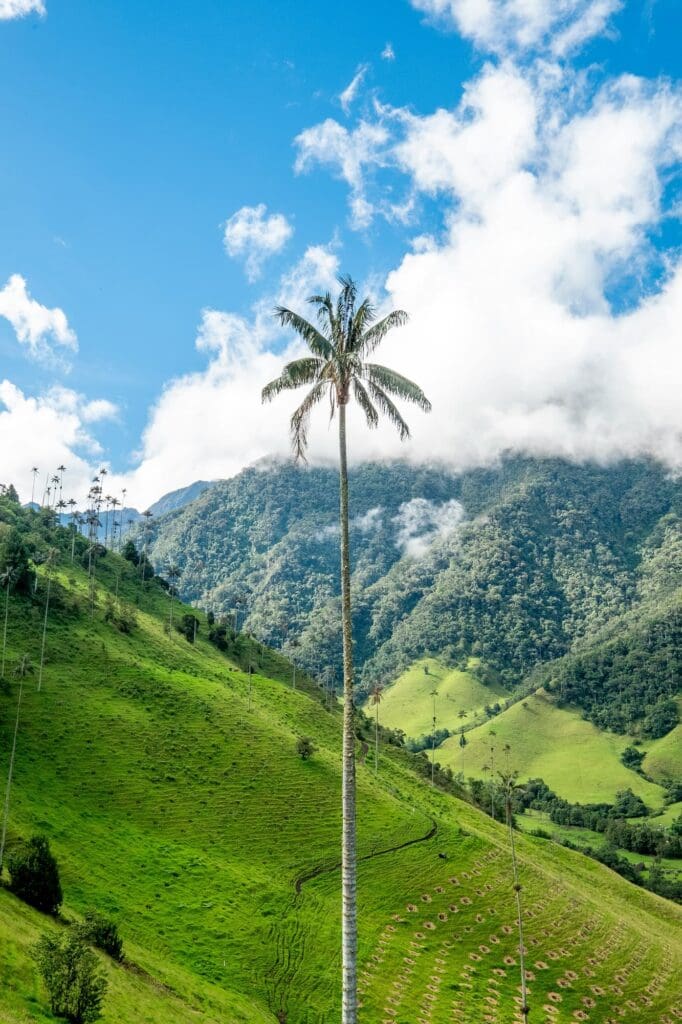 Colombia Cocora Valley