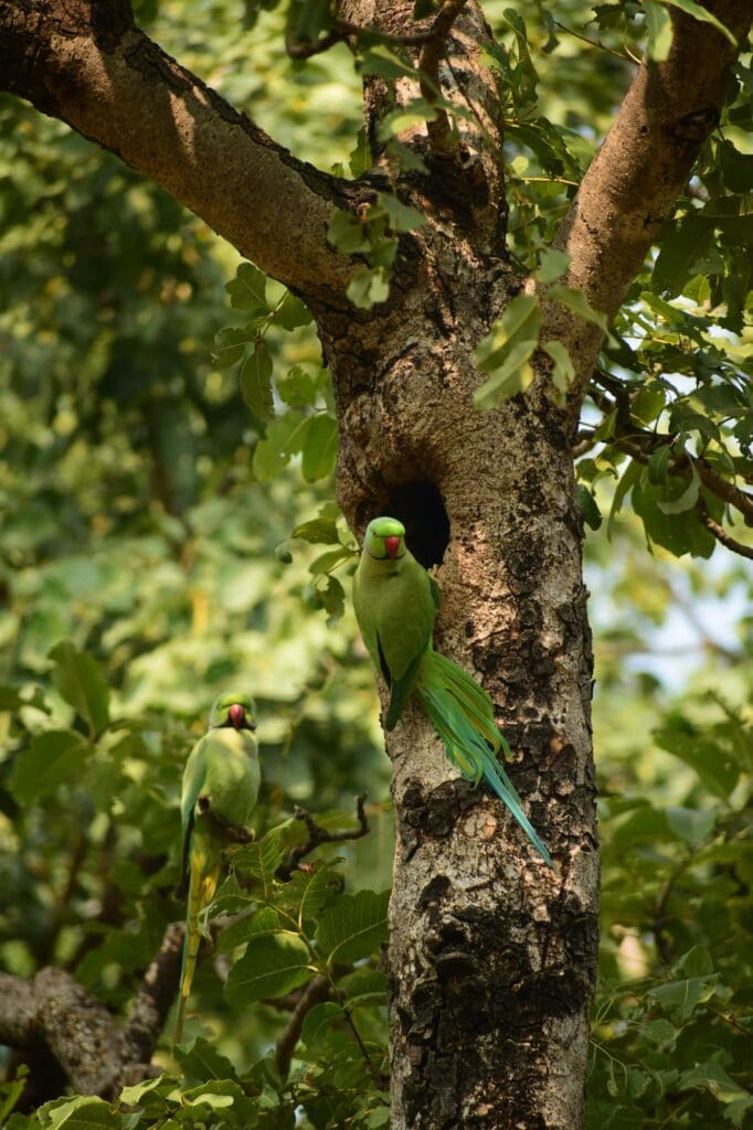 Costa Rica parrot jungle