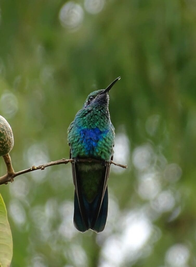 Colombia Minca birds