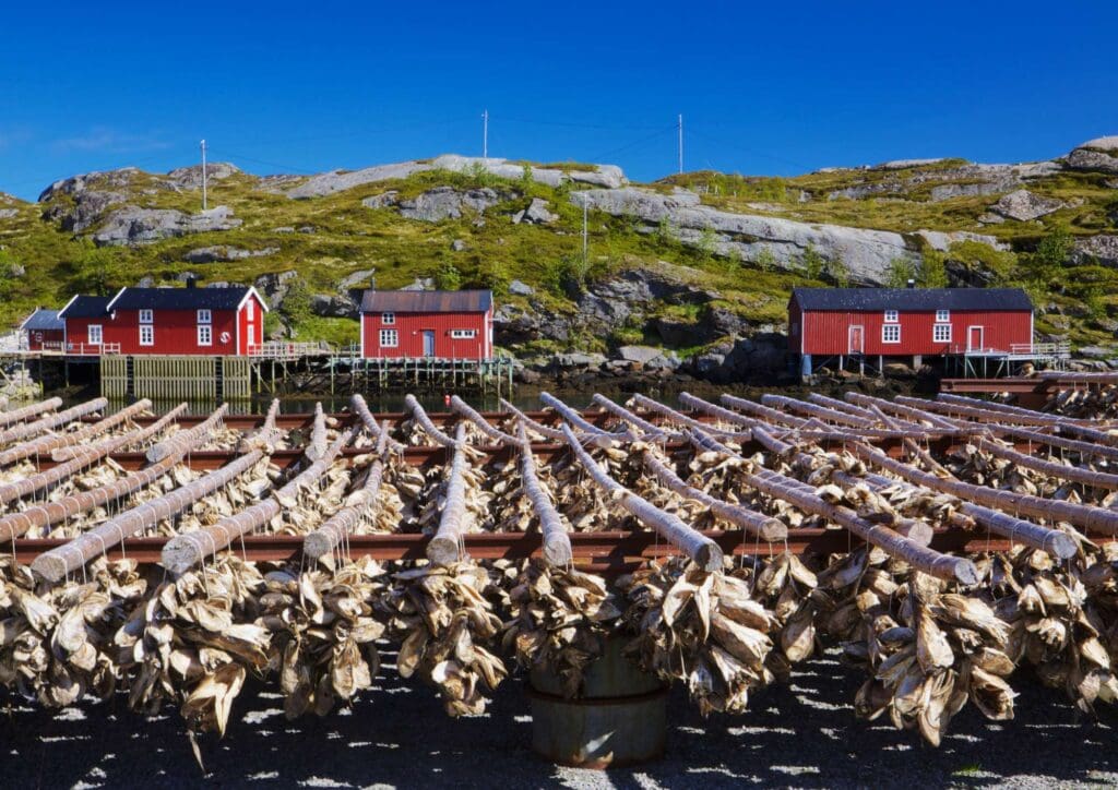 Lofoten fish